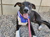 adoptable Dog in  named SNEAKERS