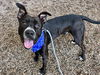 adoptable Dog in  named WILLY