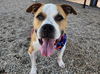 adoptable Dog in  named ALISTER