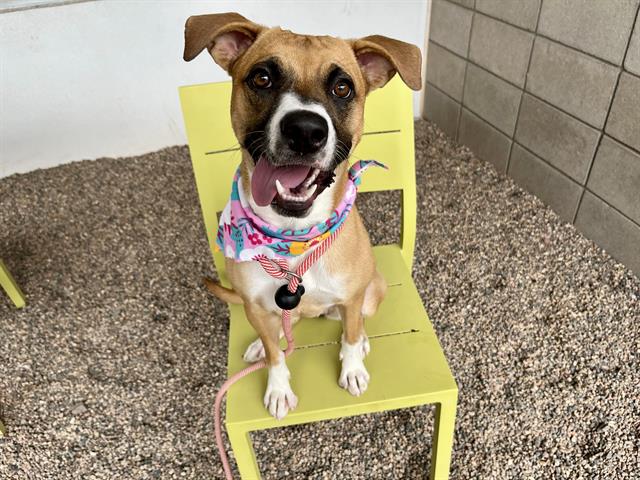 adoptable Dog in Mesa, AZ named CARNATION