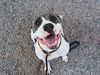 adoptable Dog in  named MOLLY