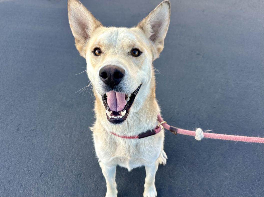 adoptable Dog in Mesa, AZ named HANK