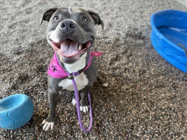 adoptable Dog in Mesa, AZ named DIAMOND
