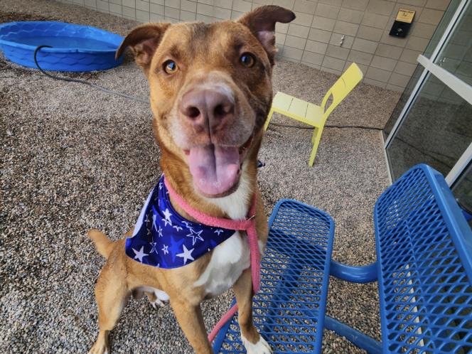 adoptable Dog in Mesa, AZ named NELLO