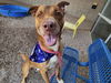 adoptable Dog in  named NELLO