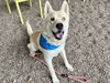 adoptable Dog in mesa, AZ named SMURF