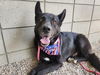 adoptable Dog in  named MAJOR