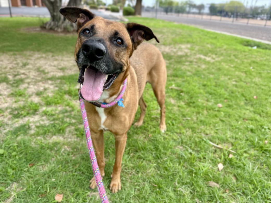 adoptable Dog in Mesa, AZ named LUCY