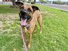 adoptable Dog in  named LUCY