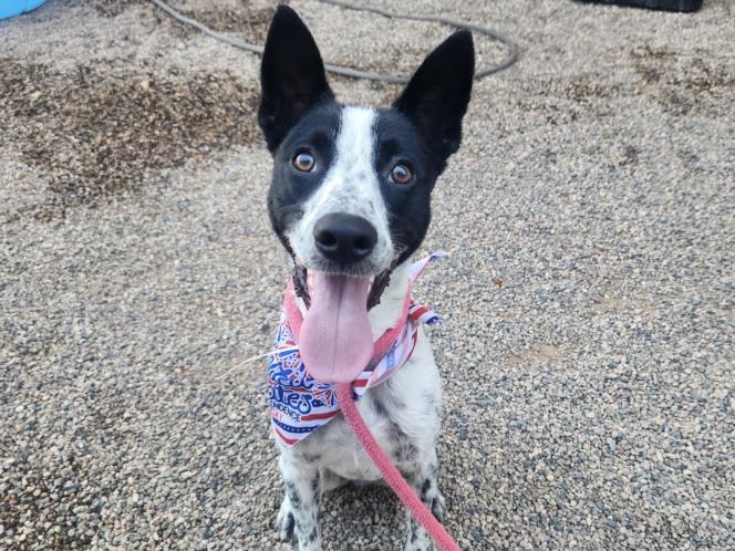 adoptable Dog in Mesa, AZ named OREO