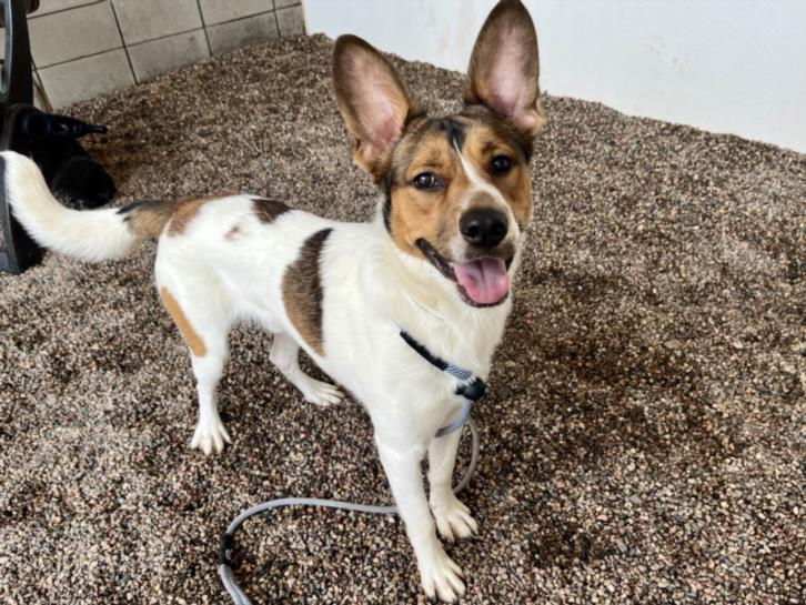 adoptable Dog in Mesa, AZ named BOBBI