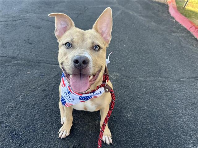 adoptable Dog in Mesa, AZ named TRINITY