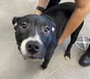 adoptable Dog in  named ATLAS