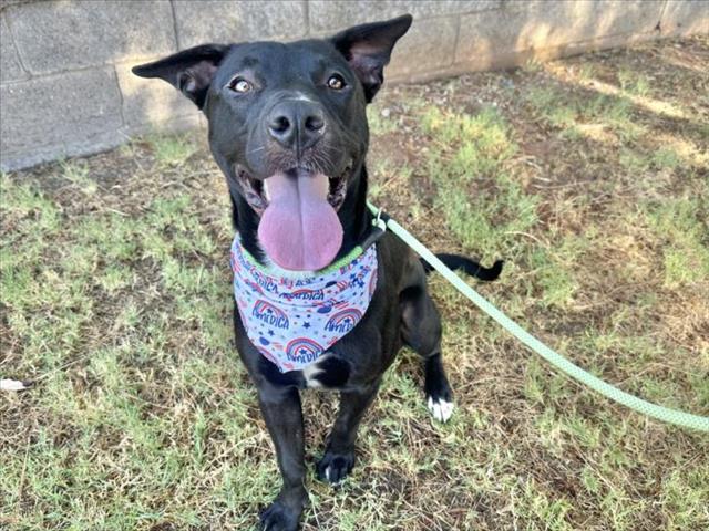 adoptable Dog in Mesa, AZ named JANGO
