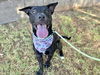 adoptable Dog in  named JANGO