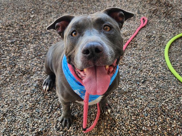 adoptable Dog in Mesa, AZ named TY