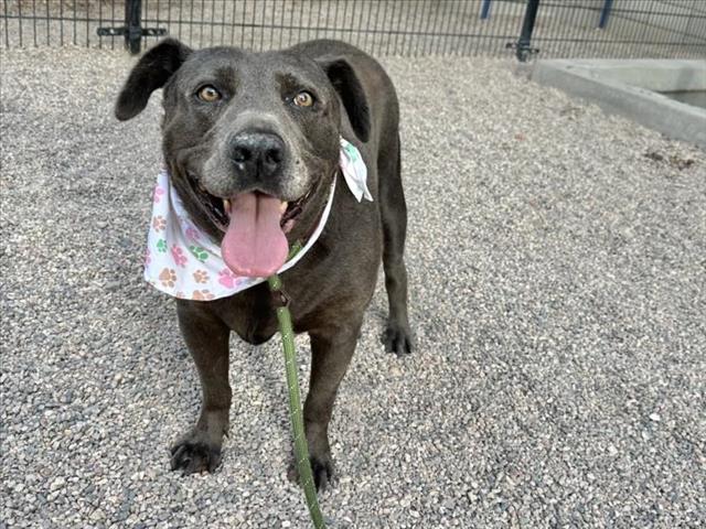adoptable Dog in Mesa, AZ named GOLIATH