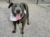 adoptable Dog in  named GOLIATH