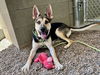 adoptable Dog in  named PRINCE