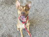 adoptable Dog in  named MAURICE