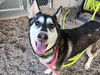 adoptable Dog in mesa, AZ named JAMIE