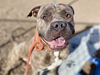 adoptable Dog in  named WALTER