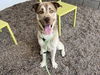 adoptable Dog in  named ARMANI