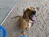 adoptable Dog in  named TUCKER