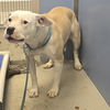 adoptable Dog in  named APPLE PIE