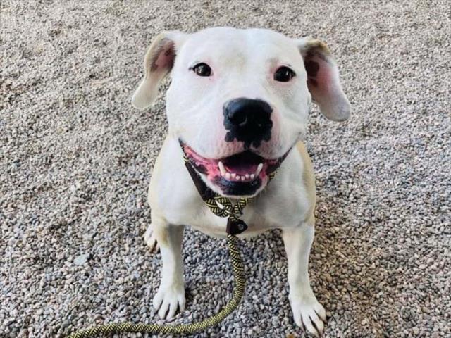 adoptable Dog in Mesa, AZ named APPLE PIE