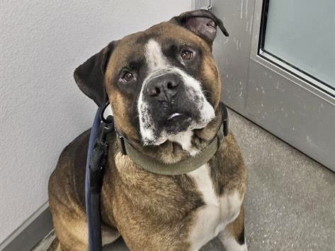 adoptable Dog in Mesa, AZ named BACON