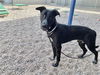 adoptable Dog in  named BUBY