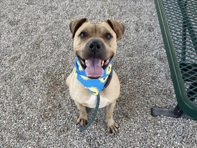 adoptable Dog in Mesa, AZ named PITTER PATTY