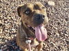 adoptable Dog in  named ERNIE