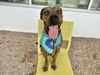 adoptable Dog in mesa, AZ named ERNIE