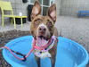 adoptable Dog in  named BUNNY