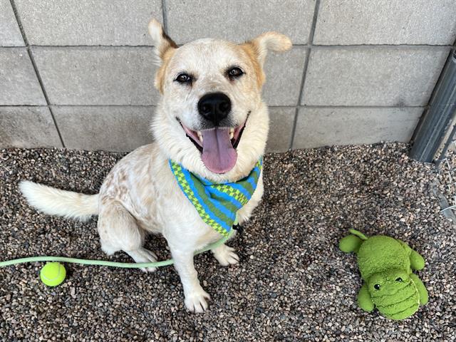 adoptable Dog in Mesa, AZ named ZAYD