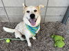 adoptable Dog in , AZ named ZAYD