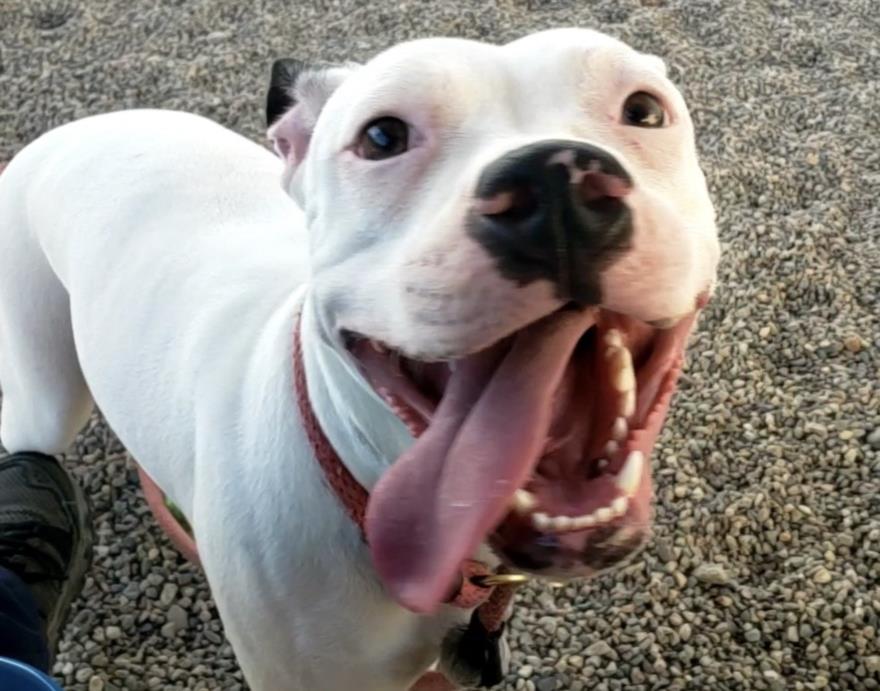 adoptable Dog in Mesa, AZ named MARLA