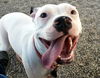 adoptable Dog in , AZ named MARLA