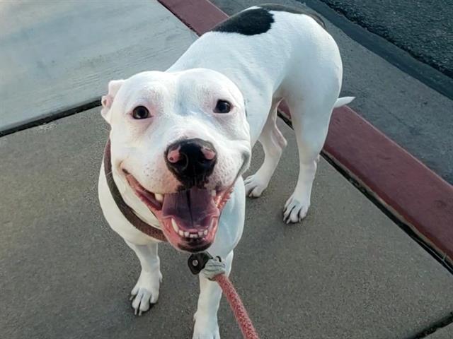 adoptable Dog in Mesa, AZ named SHELBY