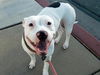 adoptable Dog in , AZ named SHELBY
