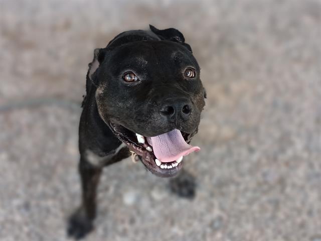 adoptable Dog in Mesa, AZ named ZEON