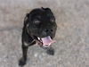 adoptable Dog in , AZ named ZEON