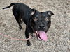 adoptable Dog in  named ZEON