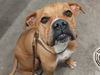 adoptable Dog in , AZ named GROGU