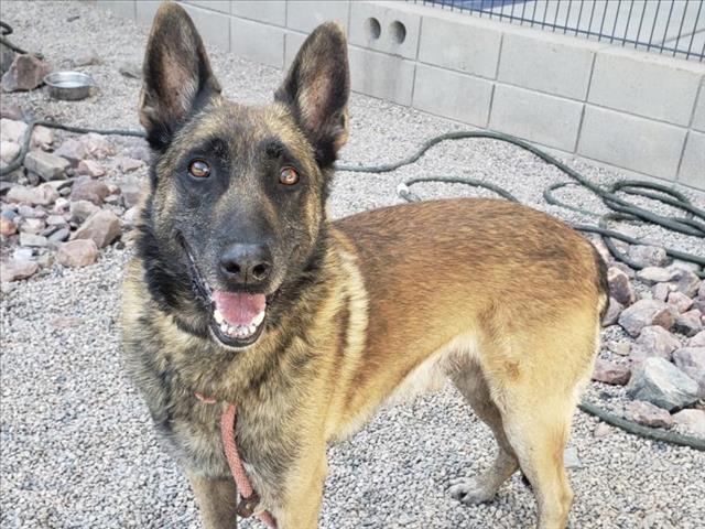 adoptable Dog in Mesa, AZ named TRIGGER