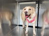 adoptable Dog in , AZ named SWEETHEART