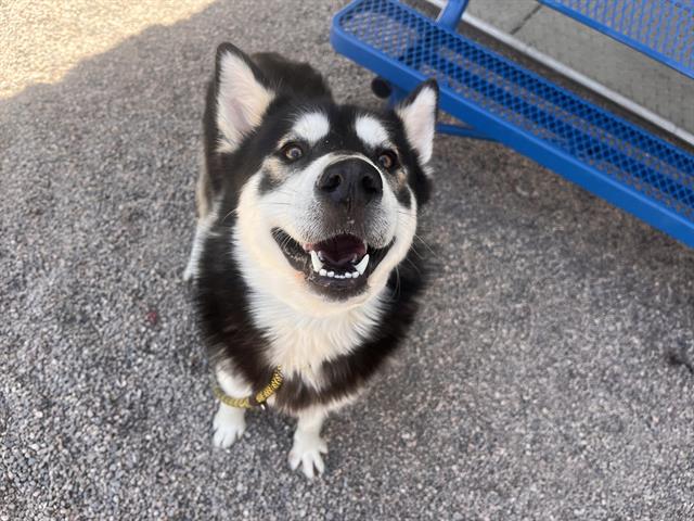 adoptable Dog in Mesa, AZ named SNOWCAP