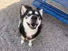 adoptable Dog in , AZ named SNOWCAP
